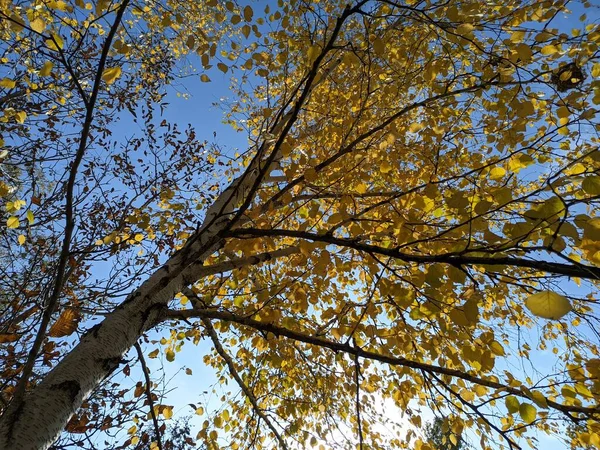 Feuilles Automne Brillantes Feuilles Jaunes Sur Les Arbres Automne Lumineux — Photo