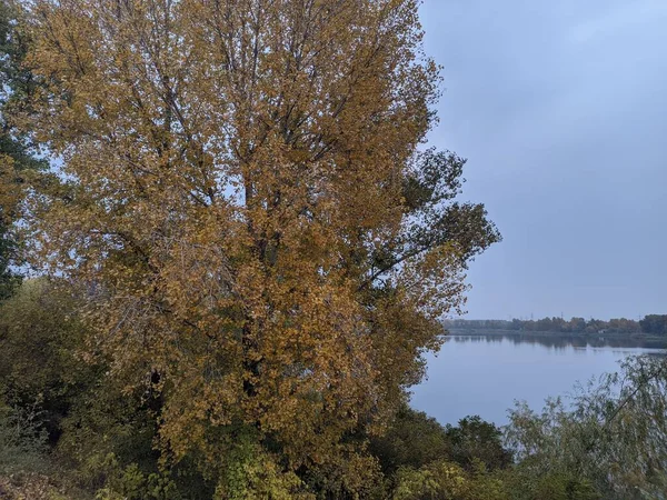 Яскраве Осіннє Листя Жовте Листя Деревах Яскрава Осінь Осіннє Листя — стокове фото