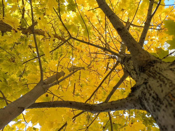 Heldere Herfstbladeren Gele Bladeren Aan Bomen Heldere Herfst Herfst Bladeren — Stockfoto