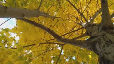 Parlak sonbahar yaprakları. Ağaçlardaki sarı yapraklar. Parlak sonbahar. Sonbahar yaprakları gökyüzüne karşı