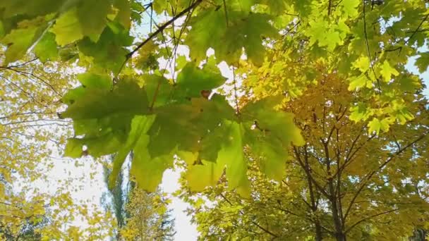 Foglie Autunnali Luminose Foglie Gialle Sugli Alberi Autunno Luminoso Foglie — Video Stock