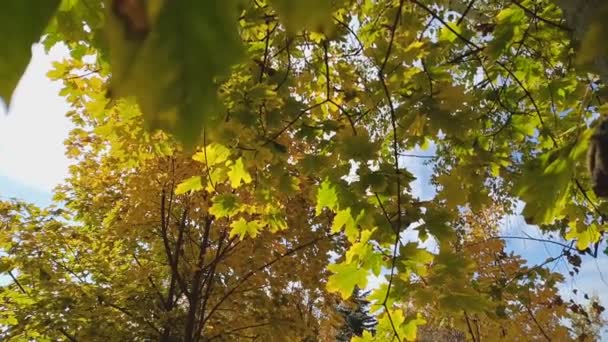 Folhas Outono Brilhantes Folhas Amarelas Árvores Outono Brilhante Outono Deixa — Vídeo de Stock