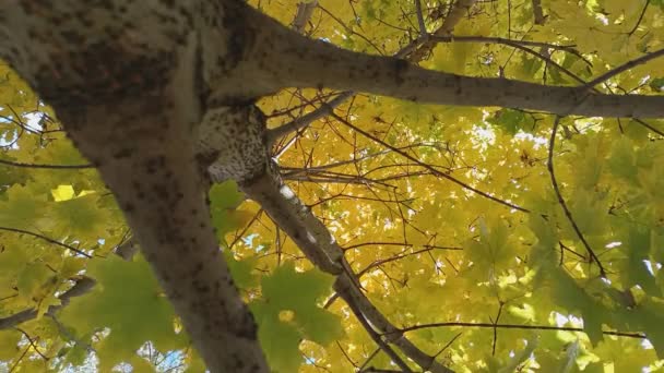 Foglie Autunnali Luminose Foglie Gialle Sugli Alberi Autunno Luminoso Foglie — Video Stock