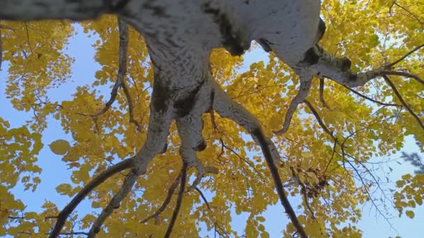 Parlak Sonbahar Yaprakları Ağaçlardaki Sarı Yapraklar Parlak Sonbahar Sonbahar Yaprakları — Stok video