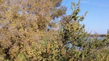 Güzel sonbahar manzarası. Ağaçlar ve suyla kaplı bir manzara. 4K video.