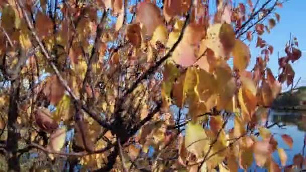 Όμορφο Φθινοπωρινό Τοπίο Τοπίο Δέντρα Και Νερό Βίντεο — Αρχείο Βίντεο