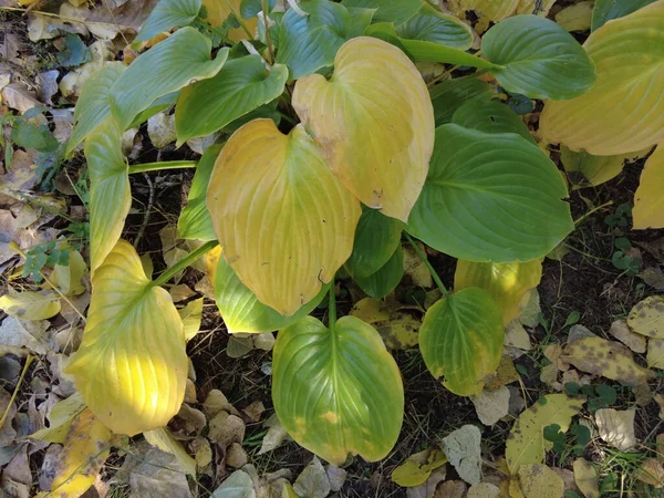 Large Leaves Lilies Lilies Fall Yellow Lily Leaves — Stock Photo, Image