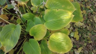 Büyük zambak yaprakları. Sonbaharda zambaklar. Sarı zambak yaprakları