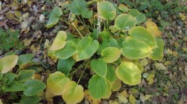 Büyük zambak yaprakları. Sonbaharda zambaklar. Sarı zambak yaprakları