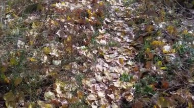 Sarı ve kırmızı sonbahar yaprakları. Dallardaki kuru yapraklar. Sonbaharda ağaçlar.