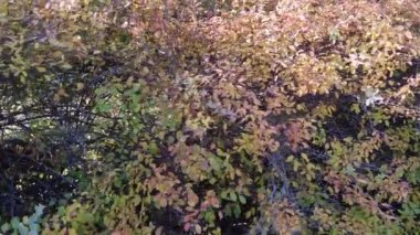 Sarı ve kırmızı sonbahar yaprakları. Dallardaki kuru yapraklar. Sonbaharda ağaçlar.