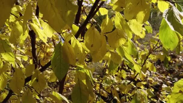 Gele Rode Herfstbladeren Droge Bladeren Takken Bomen Herfst — Stockvideo