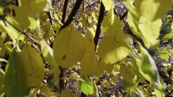 Gula Och Röda Höstlöv Torra Blad Grenarna Träd Hösten — Stockvideo