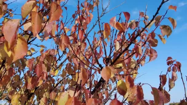 Foglie Autunnali Gialle Rosse Foglie Secche Sui Rami Alberi Autunno — Video Stock