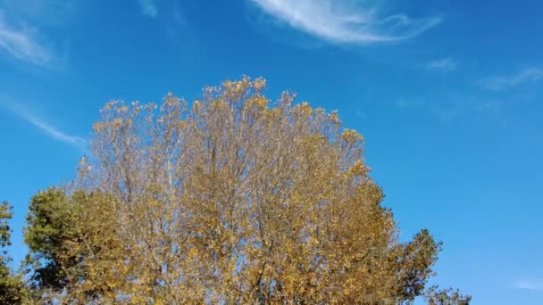 Gele Rode Herfstbladeren Droge Bladeren Takken Bomen Herfst — Stockvideo