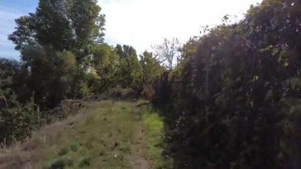 Прогулка Осеннему Лесу Ходить Зарослях Путь Лес — стоковое видео