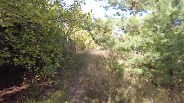 Caminhar Floresta Outono Caminhe Nos Moitas Caminho Floresta — Vídeo de Stock