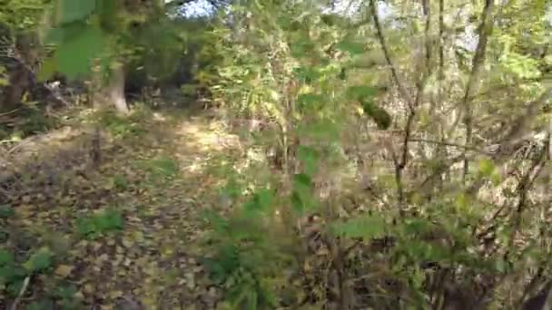 Прогулка Осеннему Лесу Ходить Зарослях Путь Лес — стоковое видео