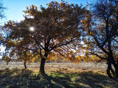 Sonbaharda yaşlı meşe ağacı. Dallarda sarı sonbahar yaprakları. Kuru yaprakların arasından güneş. meşe dalları.