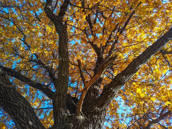 Oude Eikenboom Herfst Gele Herfstbladeren Takken Zon Door Droge Bladeren — Stockfoto