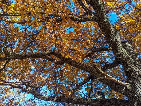 가을의 떡갈나무 노란색의 나뭇가지에 있습니다 햇볕이 참나무 — 스톡 사진