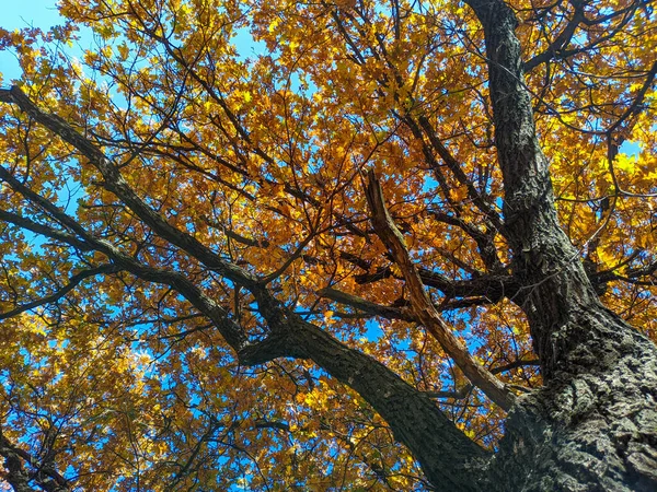 Alte Eiche Herbst Gelbe Herbstblätter Den Zweigen Sonne Durch Trockene — Stockfoto