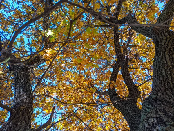 Öreg Tölgyfa Ősszel Sárga Őszi Levelek Ágakon Nap Száraz Leveleken — Stock Fotó