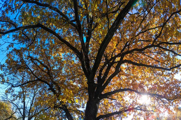 Vieux Chêne Automne Feuilles Jaunes Automne Sur Les Branches Soleil — Photo