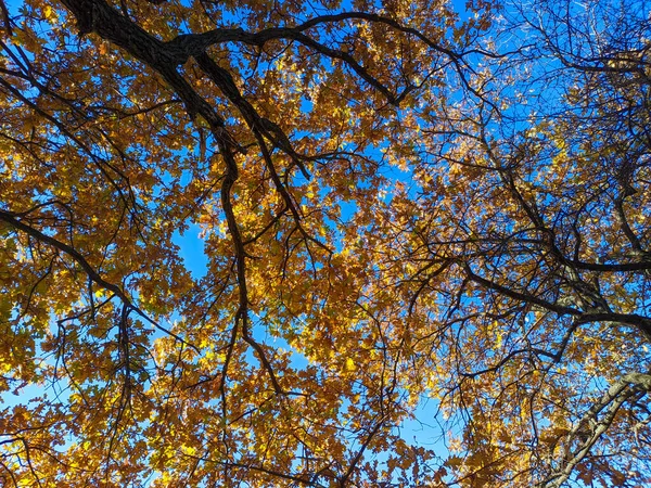 Stary Dąb Jesienią Liście Żółtej Jesieni Gałęziach Słońce Przez Suche — Zdjęcie stockowe