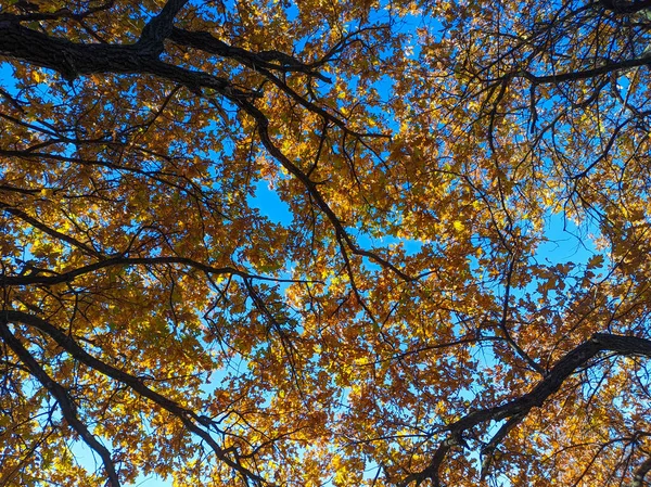 Oude Eikenboom Herfst Gele Herfstbladeren Takken Zon Door Droge Bladeren — Stockfoto