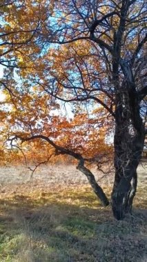 Sonbaharda yaşlı meşe ağacı. Dallarda sarı sonbahar yaprakları. Kuru yaprakların arasından güneş. meşe dalları.
