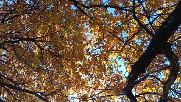 Quercia Vecchia Autunno Foglie Autunnali Gialle Sui Rami Sole Attraverso — Video Stock