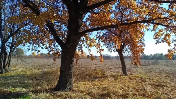 Öreg Tölgyfa Ősszel Sárga Őszi Levelek Ágakon Nap Száraz Leveleken — Stock videók