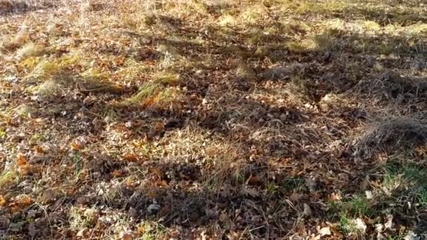 Oude Eikenboom Herfst Gele Herfstbladeren Takken Zon Door Droge Bladeren — Stockvideo