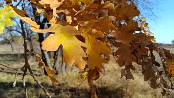 Старый Дуб Осенью Желтые Осенние Листья Ветвях Солнце Сквозь Сухие — стоковое видео