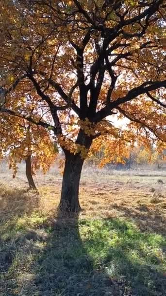 가을의 떡갈나무 노란색의 나뭇가지에 있습니다 햇볕이 참나무 — 비디오