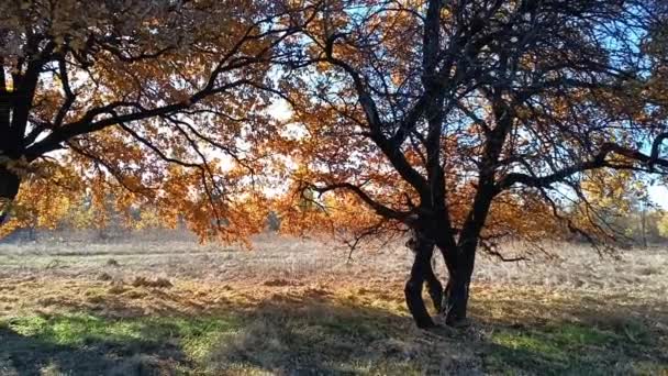 가을의 떡갈나무 노란색의 나뭇가지에 있습니다 햇볕이 참나무 — 비디오