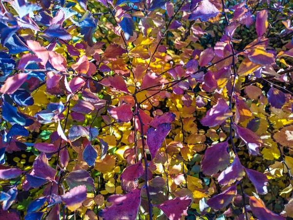 秋に黄色と橙色の葉 秋の背景 — ストック写真