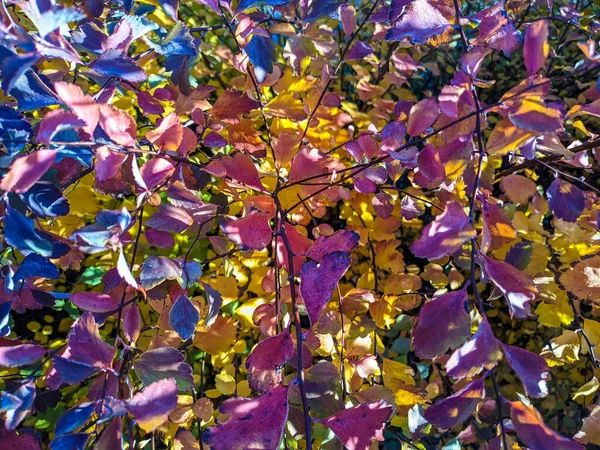 Foglie Gialle Arancioni Autunno Autunno Sfondo — Foto Stock