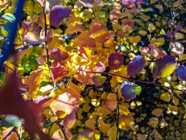 Folhas Amarelas Laranja Outono Outono Fundo — Fotografia de Stock