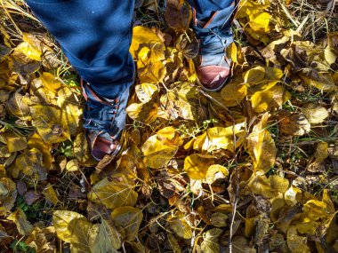 Sarı sonbahar lefeet üzerinde yürüyen ayaklar sarı sonbahar yaprakları üzerinde yürür. Spor ayakkabı ve yapraklar. Traves 'in üzerinde yürüyen bir adam. Spor ayakkabıları ve yapraklar. 