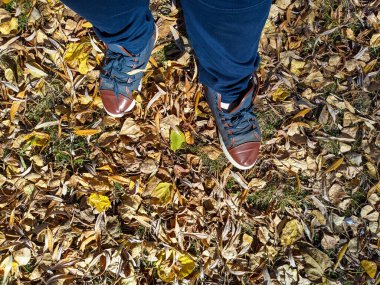 Sarı sonbahar lefeet üzerinde yürüyen ayaklar sarı sonbahar yaprakları üzerinde yürür. Spor ayakkabı ve yapraklar. Traves 'in üzerinde yürüyen bir adam. Spor ayakkabıları ve yapraklar. 