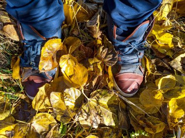 Sarı sonbahar lefeet üzerinde yürüyen ayaklar sarı sonbahar yaprakları üzerinde yürür. Spor ayakkabı ve yapraklar. Traves 'in üzerinde yürüyen bir adam. Spor ayakkabıları ve yapraklar. 