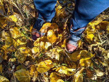 Sarı sonbahar lefeet üzerinde yürüyen ayaklar sarı sonbahar yaprakları üzerinde yürür. Spor ayakkabı ve yapraklar. Traves 'in üzerinde yürüyen bir adam. Spor ayakkabıları ve yapraklar. 