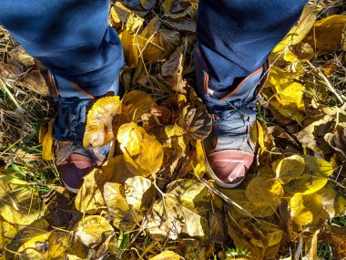 Sarı sonbahar lefeet üzerinde yürüyen ayaklar sarı sonbahar yaprakları üzerinde yürür. Spor ayakkabı ve yapraklar. Traves 'in üzerinde yürüyen bir adam. Spor ayakkabıları ve yapraklar. 