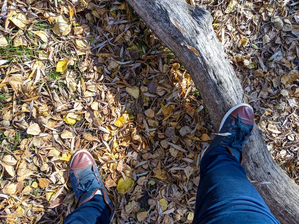 feet walk on yellow autumn lefeet walk on yellow autumn leaves. sneakers and leaves. a man walks on traves. sneakers and leaves.