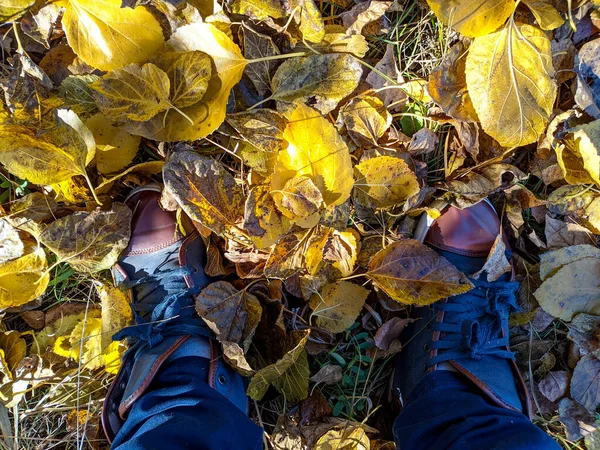 feet walk on yellow autumn lefeet walk on yellow autumn leaves. sneakers and leaves. a man walks on traves. sneakers and leaves.
