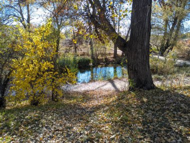 Sonbaharda nehir kıyısında. Nehirdeki temiz su. Suyun üzerinde sarı yapraklar var. Sudaki ağaçların yansıması. Kum kıyısı. Sonbahar manzarası. Doğa yürüyüşü.
