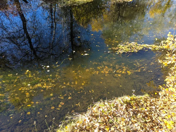 秋の川岸です 川の中の澄んだ水 水に黄色の葉 水の中の木の反射です サンディ ショア 秋の風景 自然の中を歩く — ストック写真