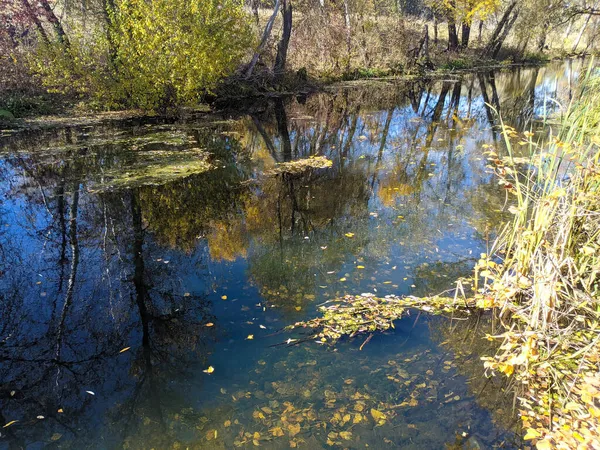 Sonbaharda Nehir Kıyısında Nehirdeki Temiz Suyun Üzerinde Sarı Yapraklar Var — Stok fotoğraf